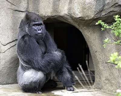 Cincinnati Zoo Welcomes Western Lowland Silverback Gorilla Mshindi ...