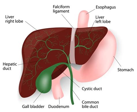 Ox Bile Weight Loss – Blog Dandk