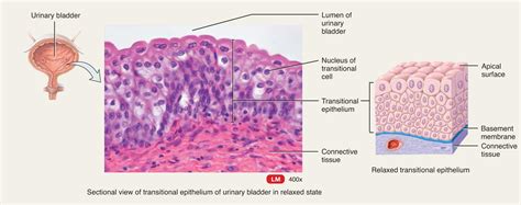 Epithelial Tissues - Anatomy 3611 with Bauer/cooke/weinhaus at ...