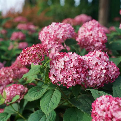 Pink Hydrangea Flowers Turning White - The Best White Hydrangea ...