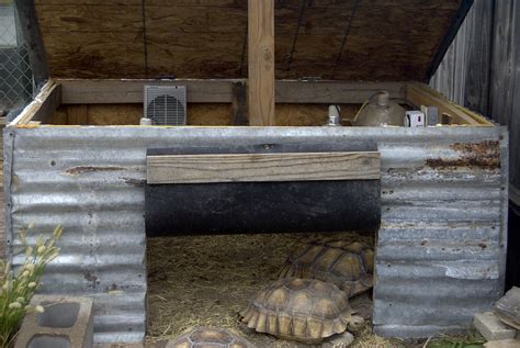 Building A Tortoise House ~ Tortoise Types