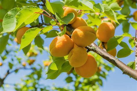 Can Apricots Become Waterlogged – Learn About Apricot Waterlogging Problems