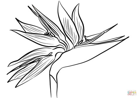 Bird of Paradise Flower (Strelitzia) coloring page | Free Printable ...