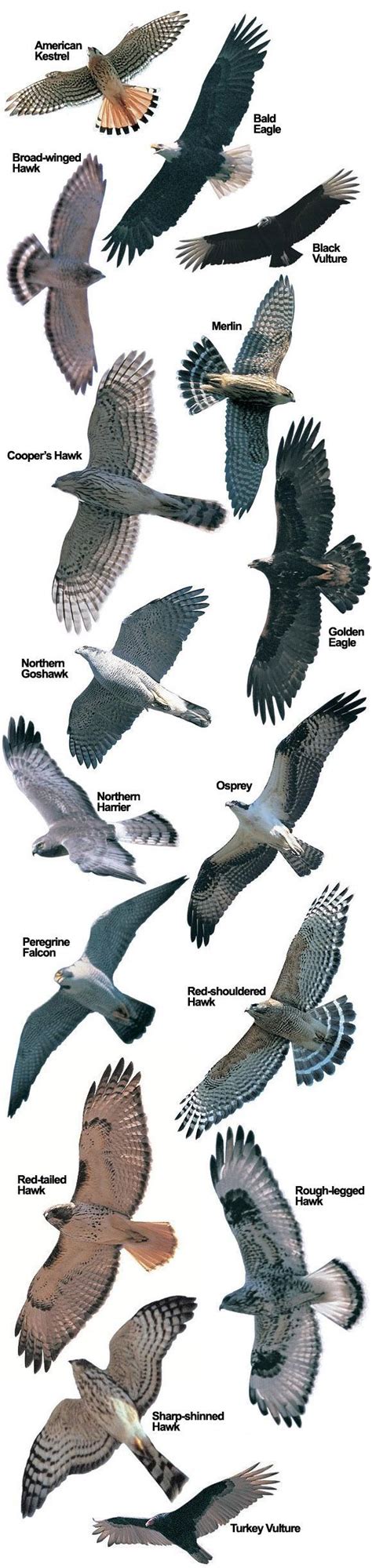 Hawk Species at Hawk Mountain | Hawk Mountain Sanctuary: Raptor ...