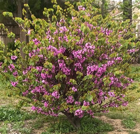 Learn to Prune Lilacs the Right Way for Optimum Blooms Next Spring ...