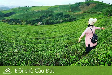 Đồi chè Cầu Đất - Đà Lạt Trong Tim Travel