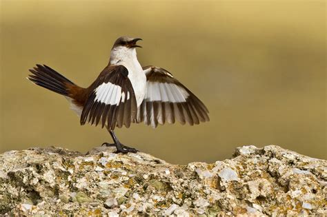 Birding Berrien and Beyond: The World's Rarest Birds