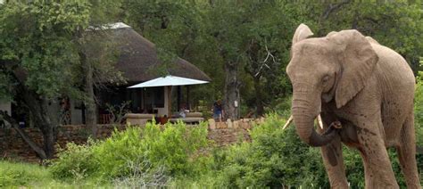 Rockfig Safari Lodge | Timbavati Private Nature Reserve