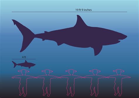 Great white shark research – The Gills Club – An education initiative ...