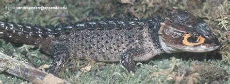 Tribolonotus gracilis | The Reptile Database