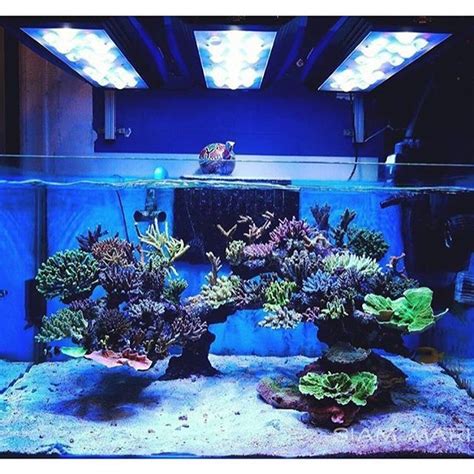 Beautiful SPS Dominated Reef Tank Courtesy of @nop_ontour #instareef # ...