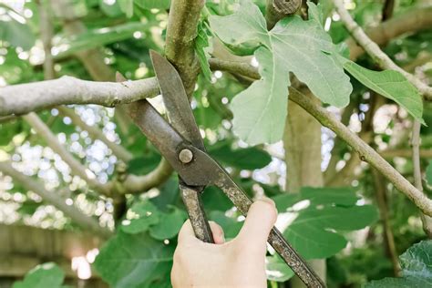 How to Prune Fig Trees