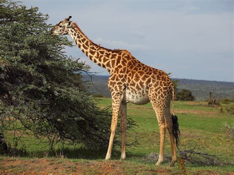 What do Giraffes Eat? Discover the Giraffe Diet (with Photos ...