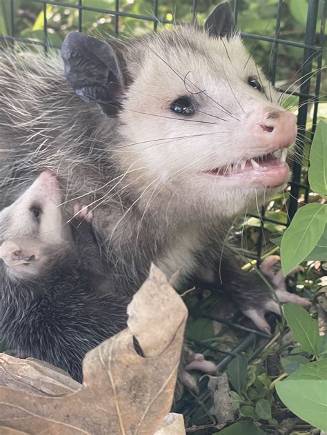 Baby opossum — Rapid Rodent Removal