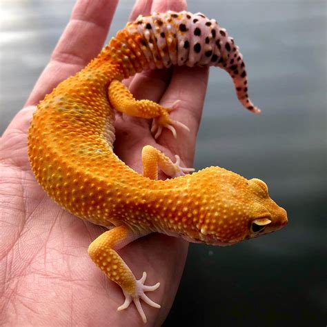 Tangerine leopard gecko for sale | tangerine leopard gecko price