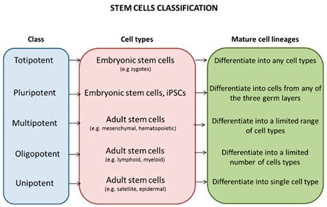 JCM | Free Full-Text | Urinary Stem Cells as Tools to Study Genetic ...