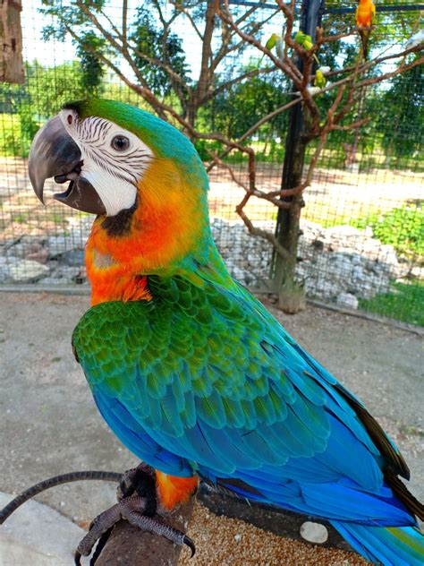 #macaw #hybrid #catalina | Parrot pet, Pet birds parrots, Pet birds