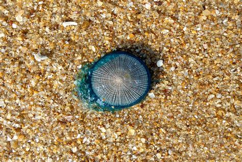 7 Astounding Facts About the Blue Button Jellyfish - 30A