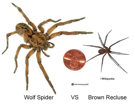 Poisonous Brown Recluse vs Wolf Spider & how to tell the difference ...