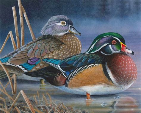 DNR Seeks Artist Submissions For Waterfowl, Turkey and Pheasant Stamps ...