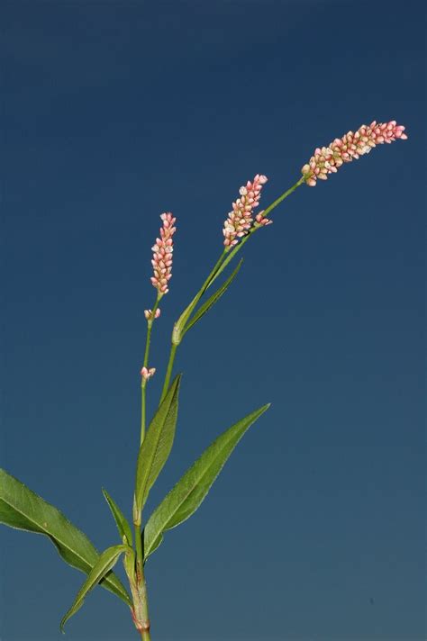 Polygonum persicaria (Polygonaceae) image 15442 at