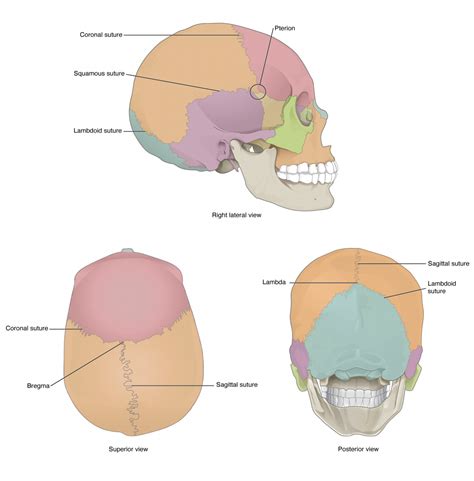 Sagittal View Of Skull