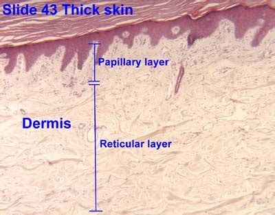 layers of dermis | Dermis, Layers of dermis, Epidermis