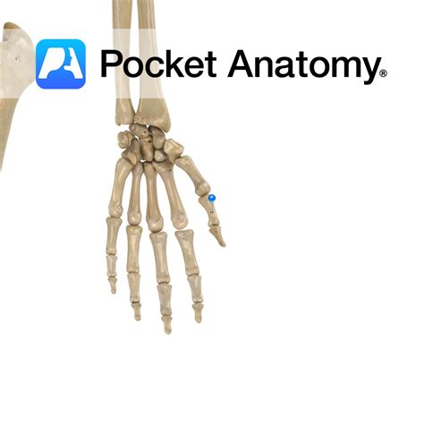 Proximal phalanx of hand (1st) - Pocket Anatomy