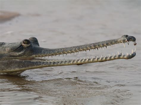 Ecology of the Gharials | Meer