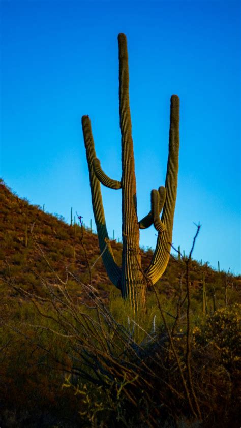 At Saguaro National Park, the winds will sing and the sunsets will ...