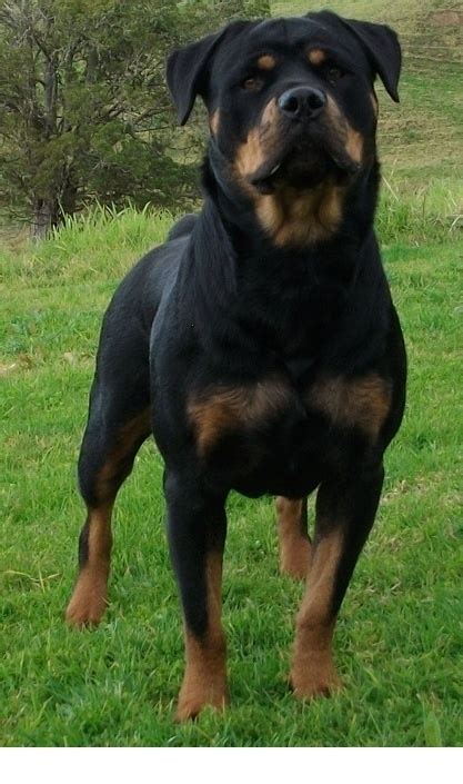 Rottie guard dog | Dogs, Rottweiler lovers, Guard dogs