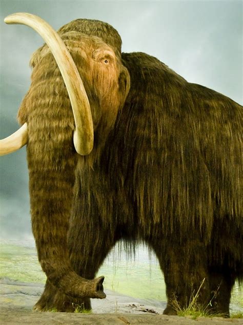 Woolly Mammoth: History, Facts, Size, Habitat, Classification & Much ...