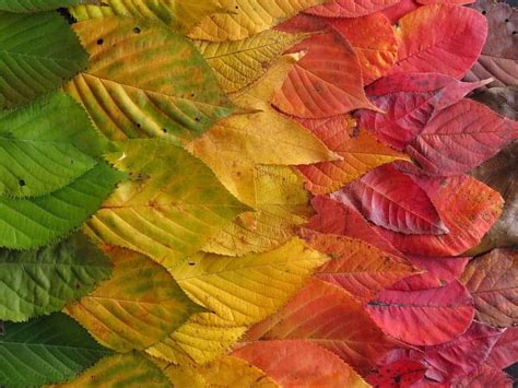 Why leaves change color and fall down in autumn, according to experts