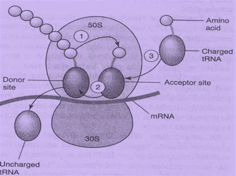 Protein synthesis inhibitors