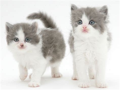 Twins! | Crazy cats, Kittens cutest, Grey and white kitten