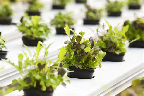 What Plants Can You Grow in a Hydroponic Garden?