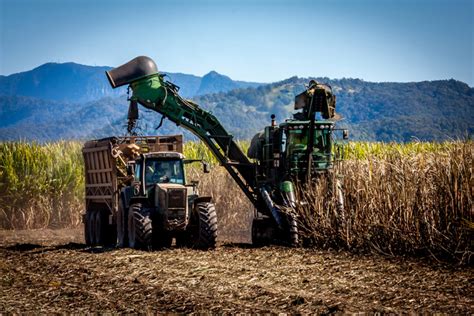 Sugar Cane Harvesting, photograph, #1615025 - FreeImages.com