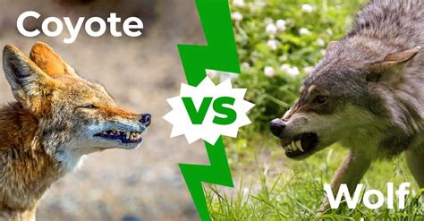 Coyote vs Wolf: The 6 Key Differences Explained - AZ Animals