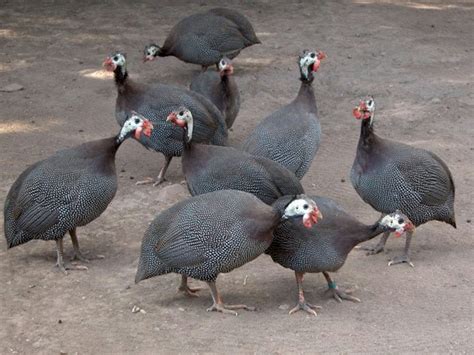 About Guinea Fowl & Guinea Fowl Breeds