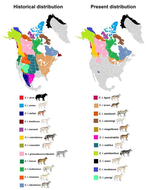 North American grey wolf subspecies distributions - Maps on the Web