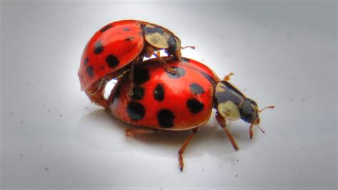 Backyard Birding....and Nature: Ladybugs Mating - a Tango