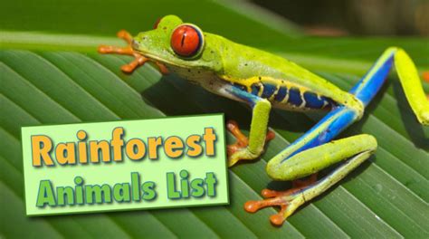 Rainforest Animals List With Pictures, Facts & Information