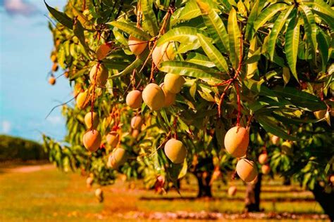 How to Grow a Mango Tree | Mango plant, Growing fruit trees, Mango tree