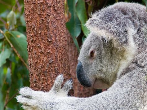 Koala in eucalyptus tree | Koala (Phascolarctos cinereus) si… | Flickr