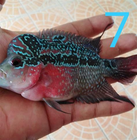 Flowerhorn Cichlid Female 10cm | Prestopets