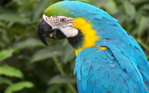 Macaw Parrot Wallpapers - Wallpaper Cave