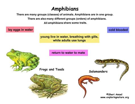 Classification of Living Things Chart | Class - Amphibians (Grade K-3 ...