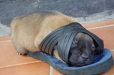 Have You Ever Been This Tired? | Sleeping puppies, Sleeping animals ...