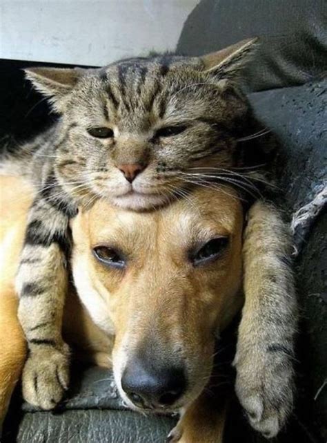 21+ Cats Who Use Dogs As Pillows | Bored Panda