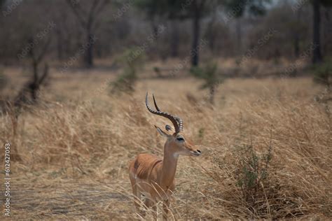 impala antelope in Katavi national park Stock Photo | Adobe Stock